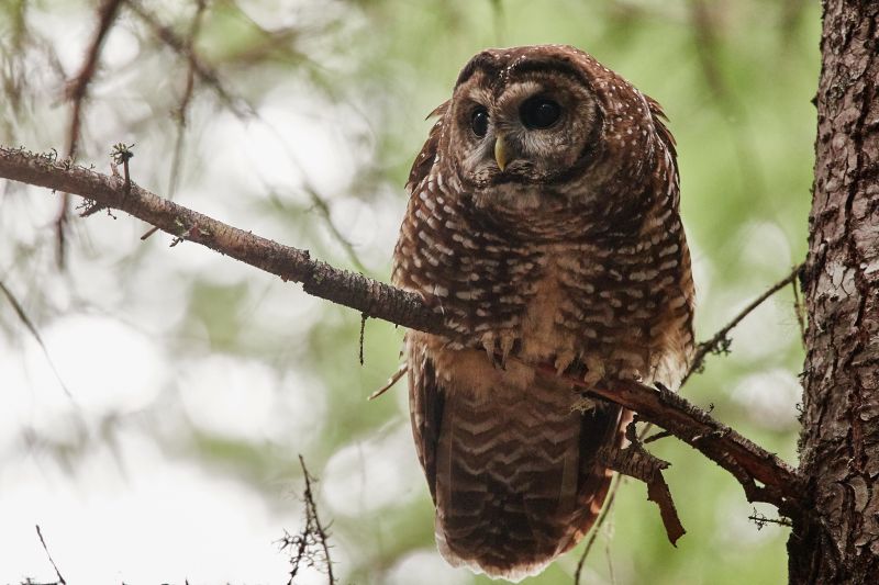 Gevlekte bosuil - Strix occidentalis