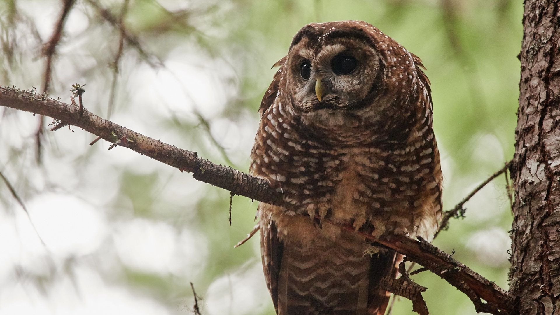 Gevlekte bosuil - Strix occidentalis