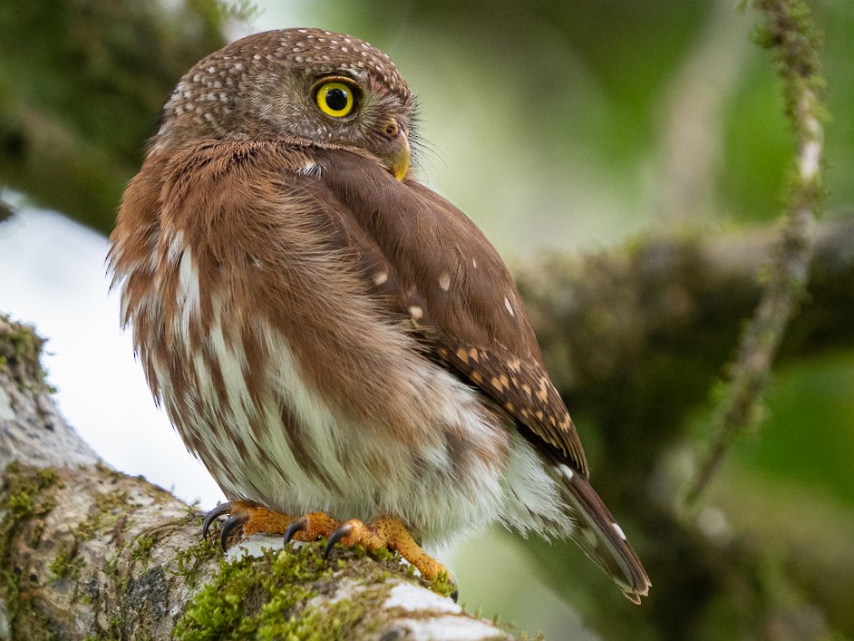 Grijskopdwerguil - Glaucidium griseiceps