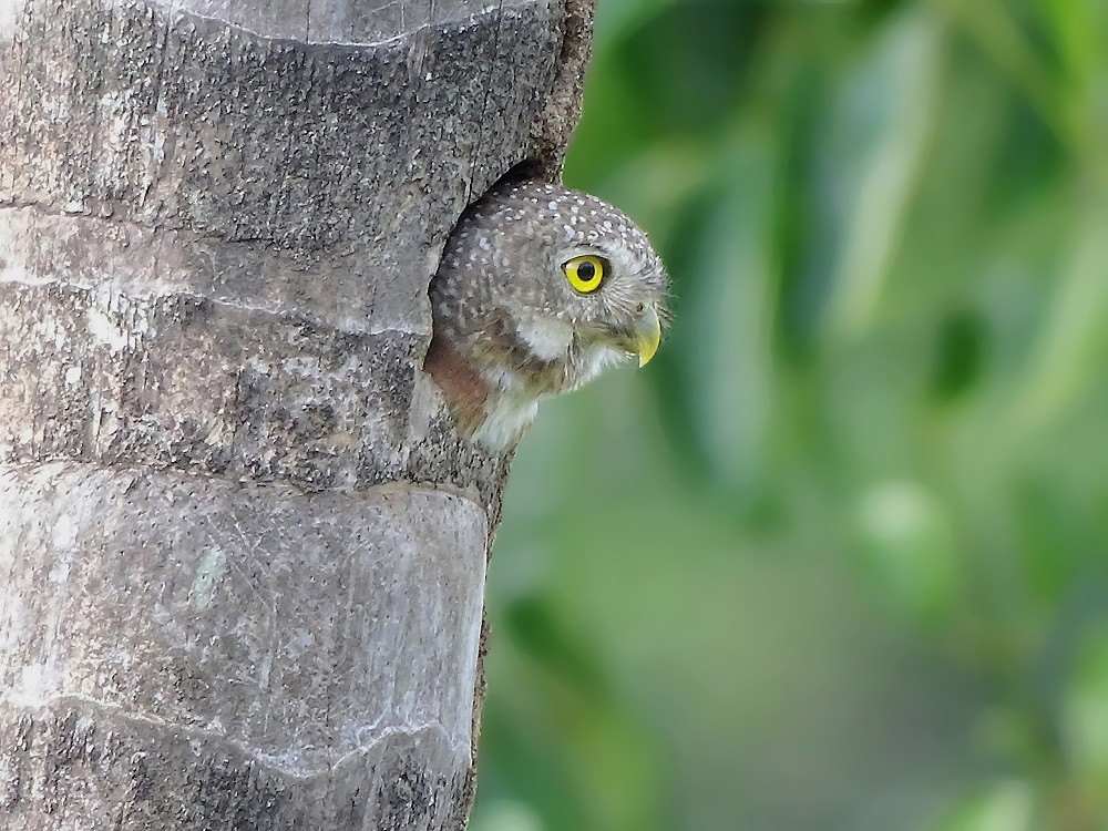 Grijskopdwerguil - Glaucidium griseiceps