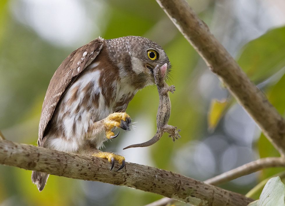 Grijskopdwerguil - Glaucidium griseiceps