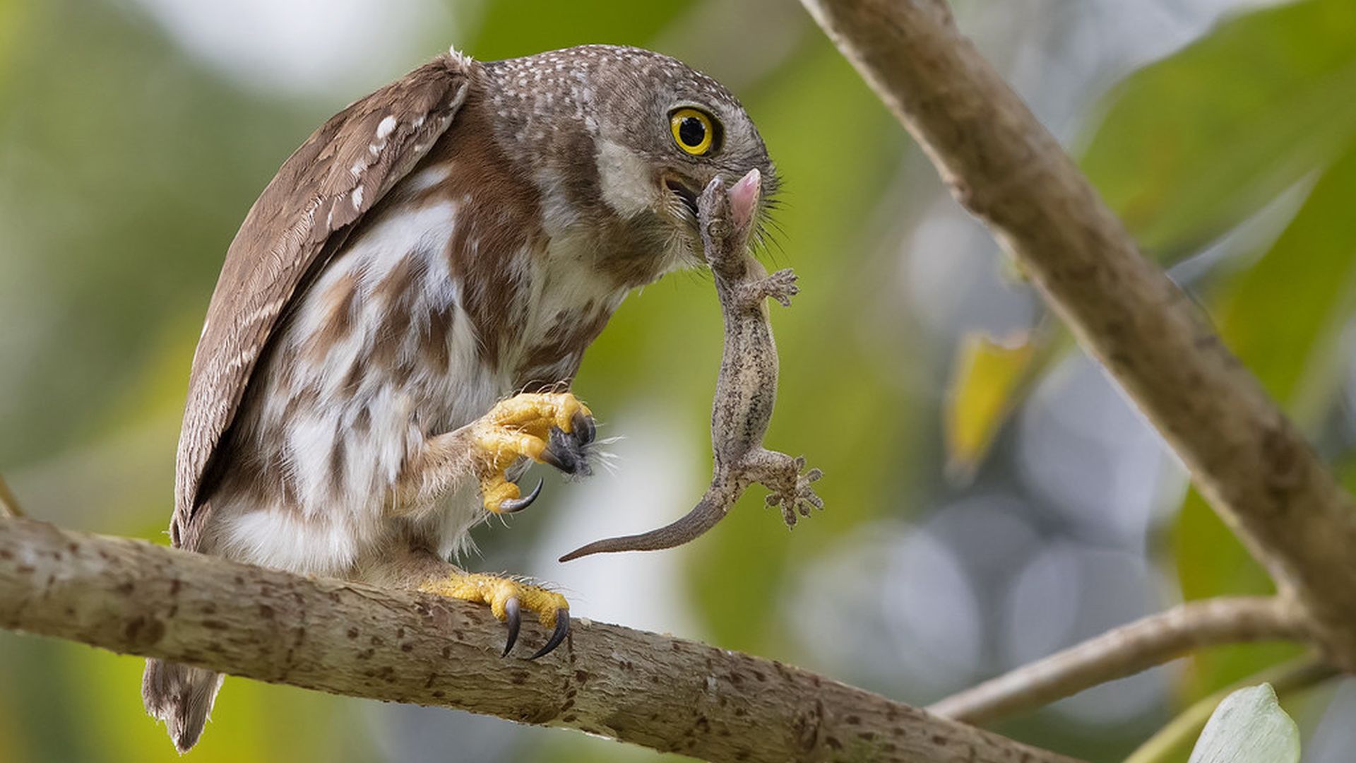 Grijskopdwerguil - Glaucidium griseiceps