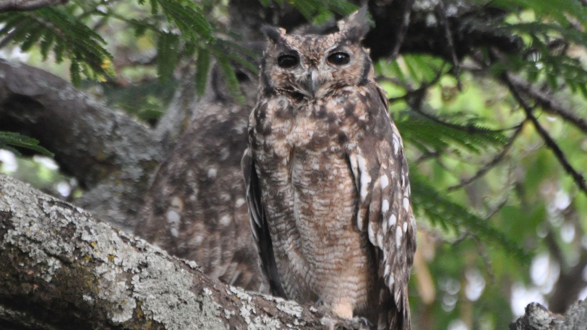 Grijze Oehoe - Bubo cinerascens