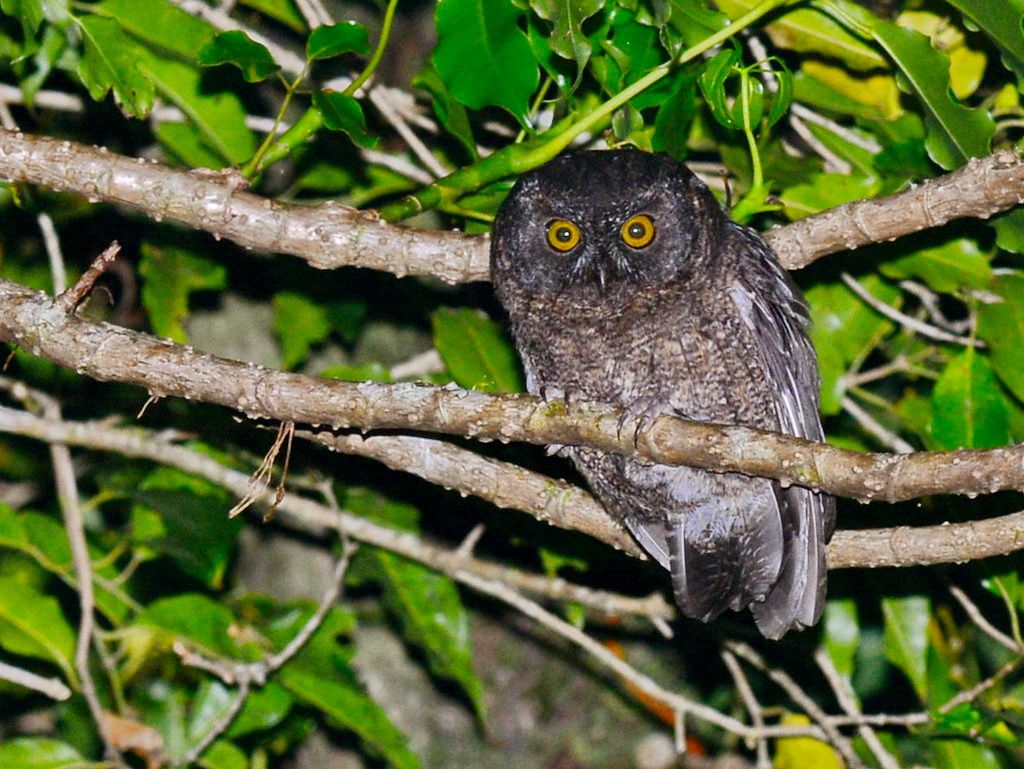 Grote Comore dwergooruil - Otus pauliani