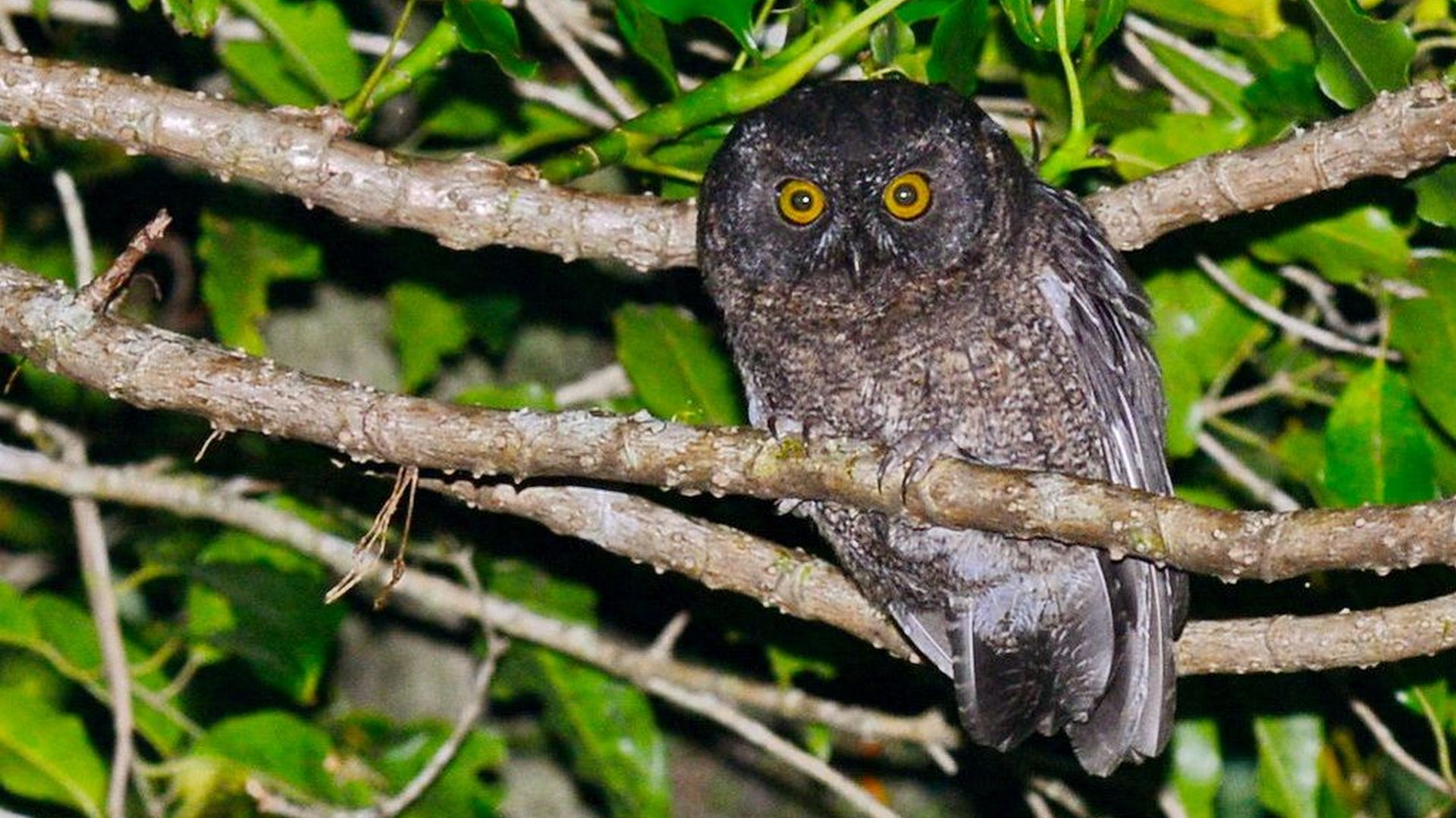 Grote Comore dwergooruil - Otus pauliani