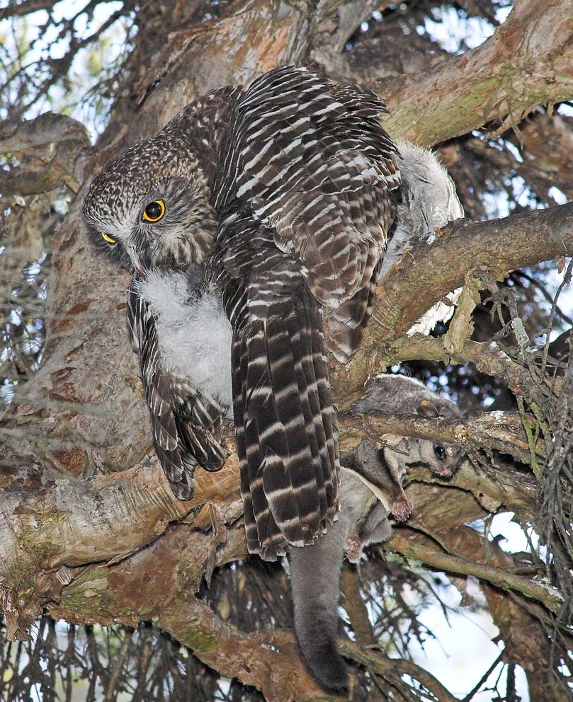 ninox strenua habitat ninox strenua habitat