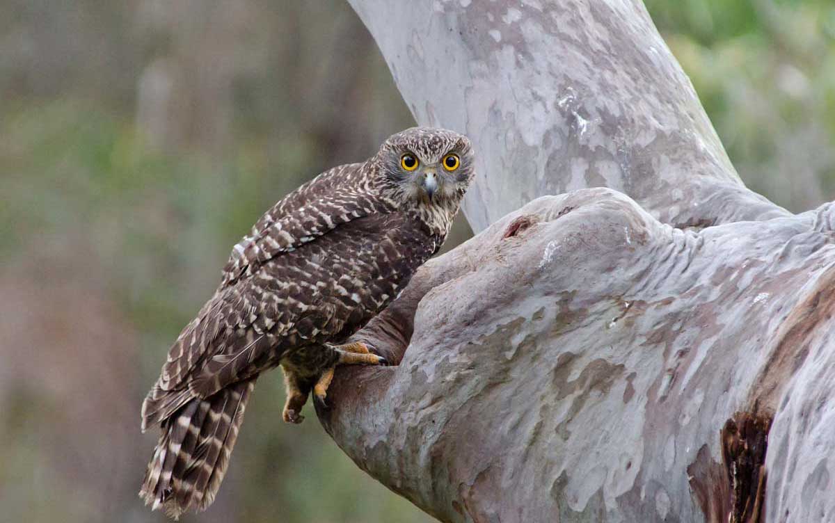 Grote valkuil - Ninox strenua