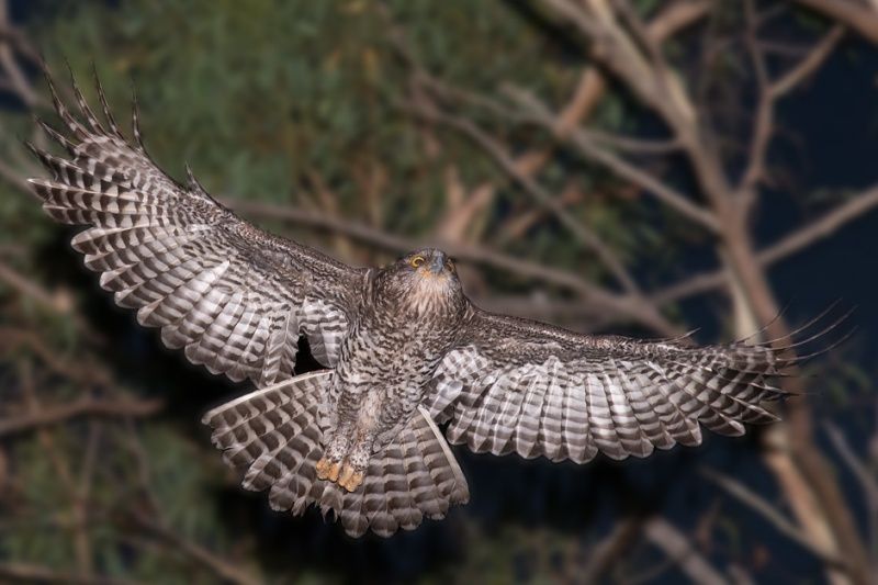 Grote valkuil - Ninox strenua