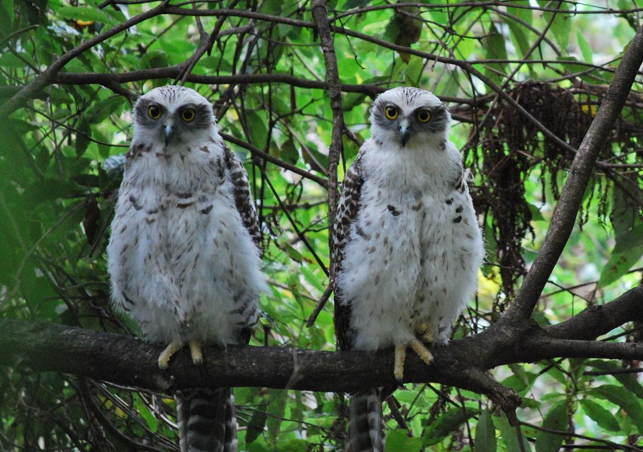 Grote valkuil - Ninox strenua