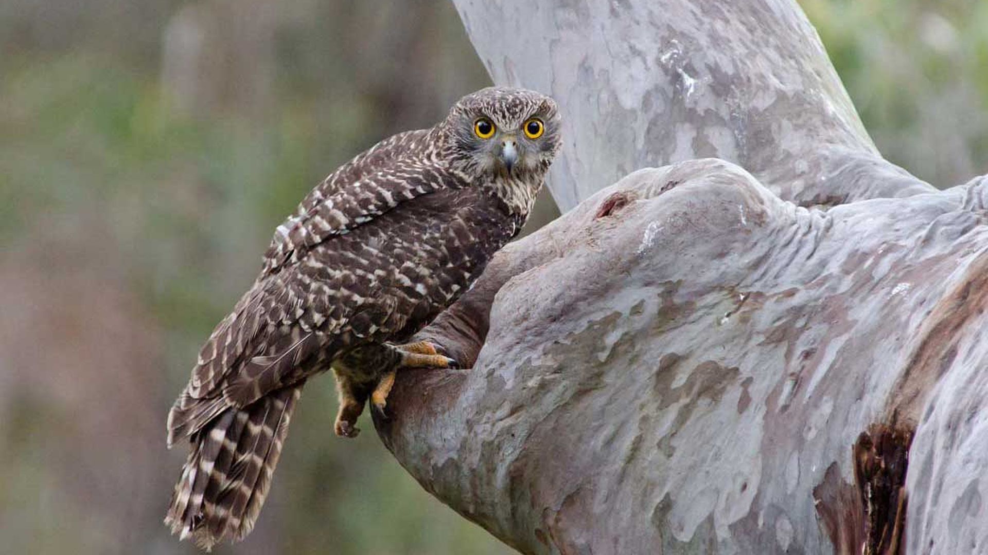 Grote valkuil - Ninox strenua