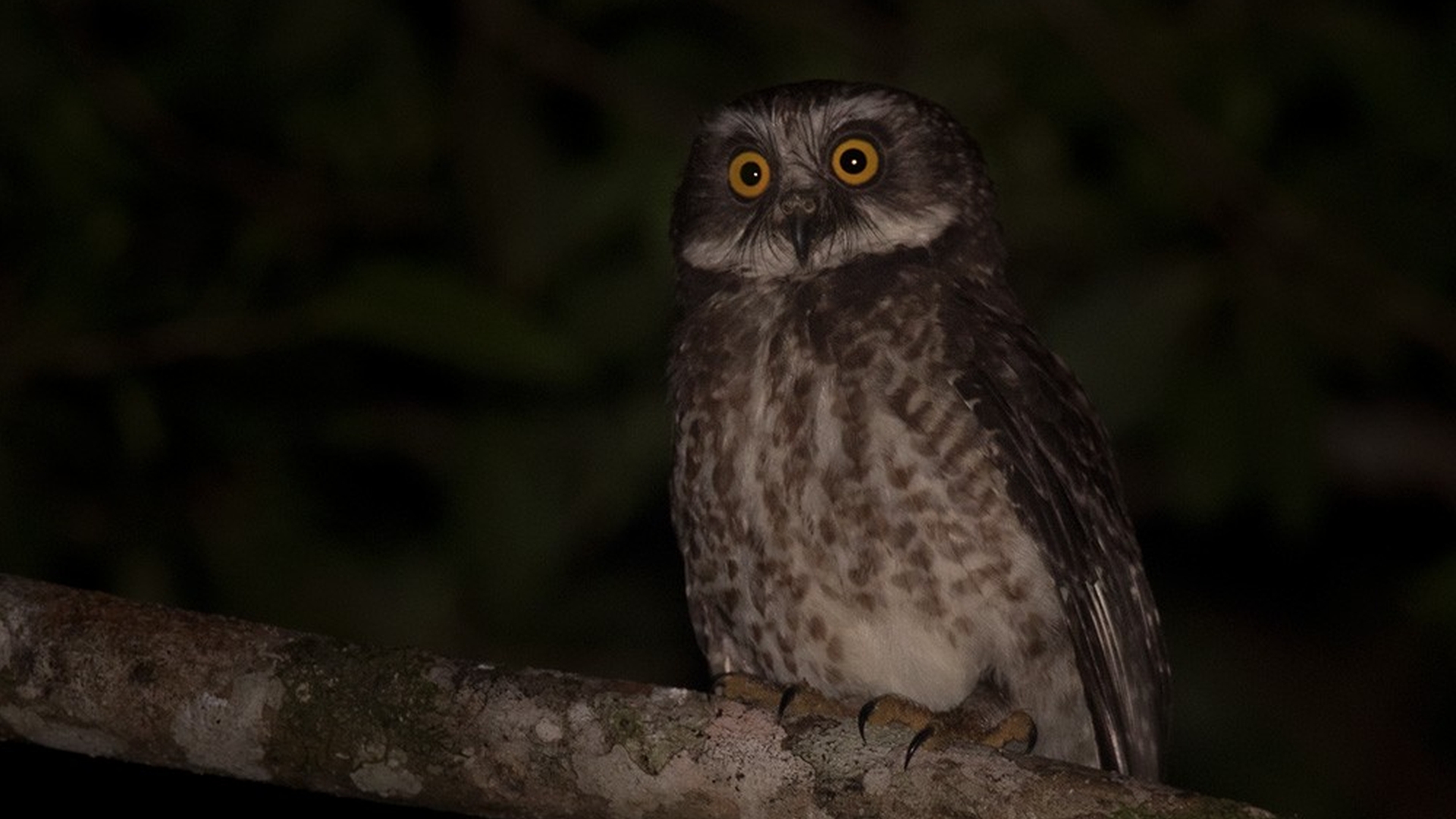 Guadalcanalvalkuil - Ninox granti