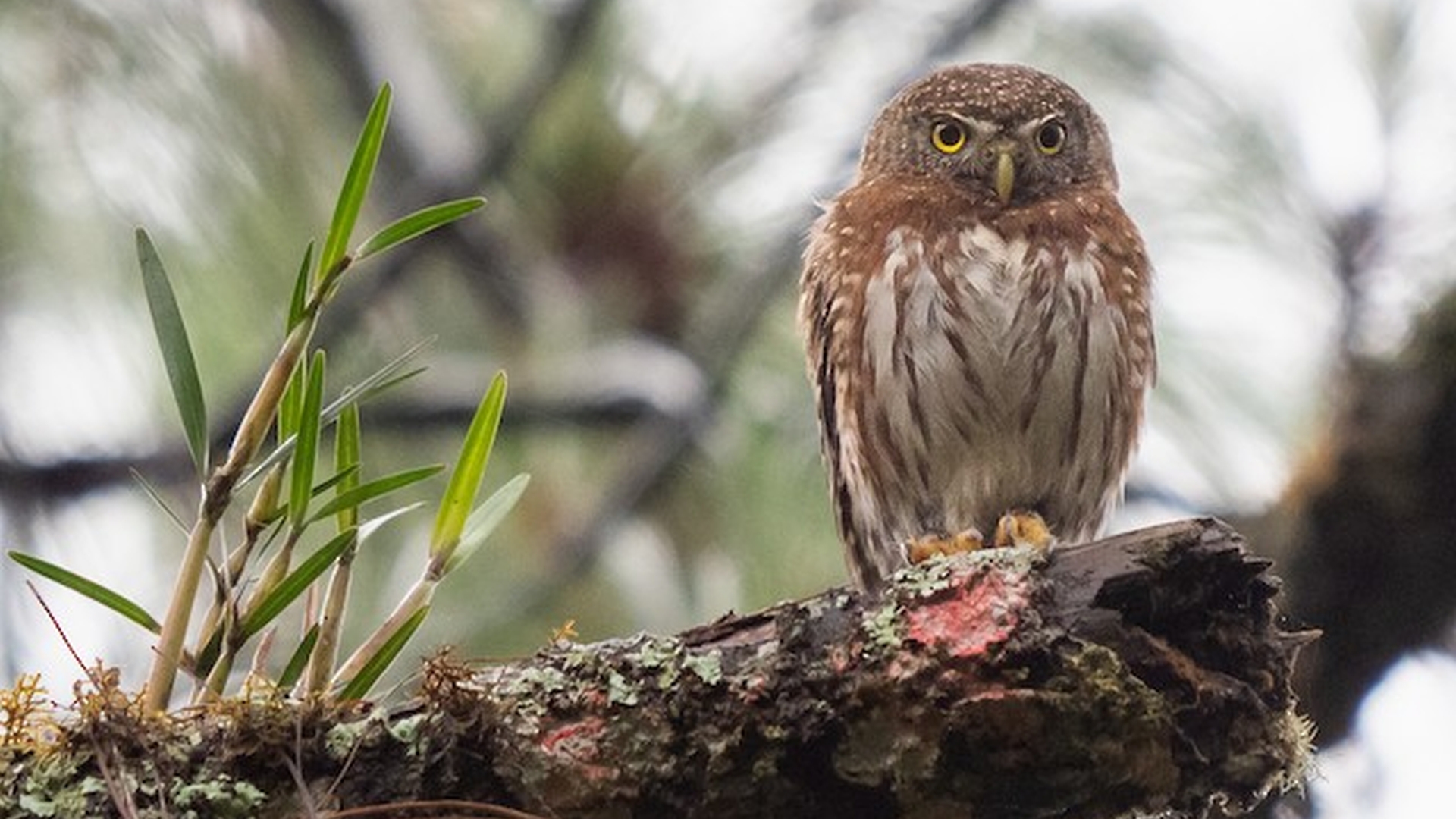 Guatemalteekse dwerguil - Glaucidium cobanense