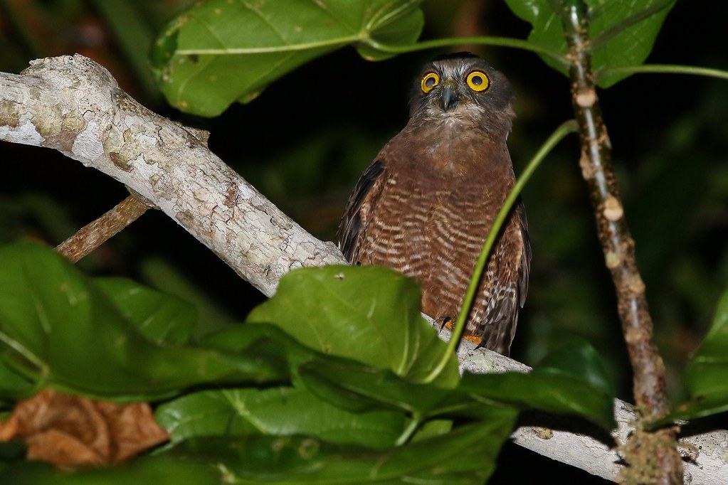 Halmaheravalkuil - Ninox hypogramma