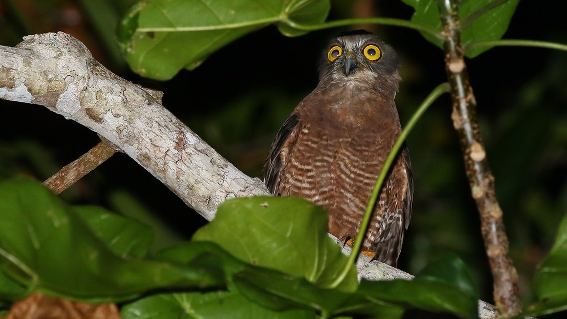 Halmaheravalkuil - Ninox hypogramma