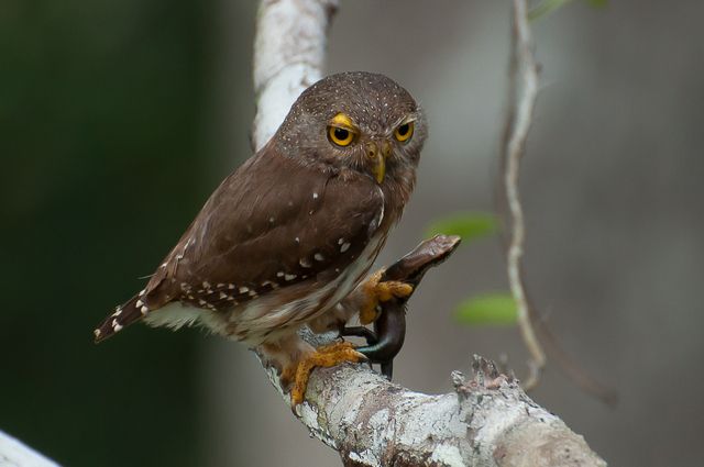 Hardys dwerguil - Glaucidium hardyi