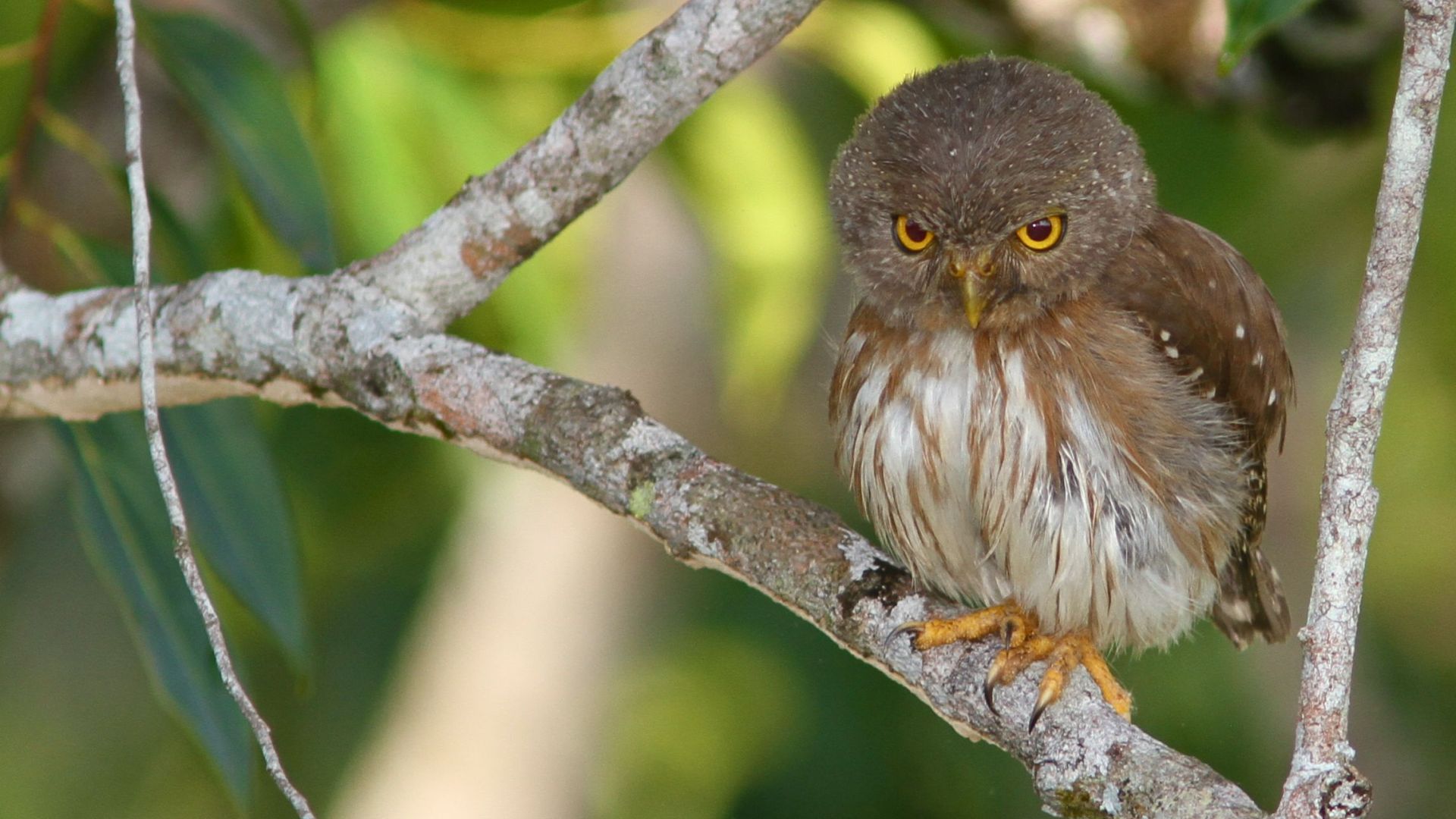 Hardy's dwerguil - Glaucidium hardyi