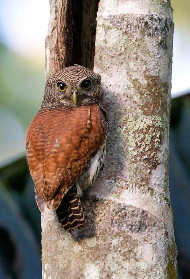 Ituri dwerguil - Glaucidium castaneum