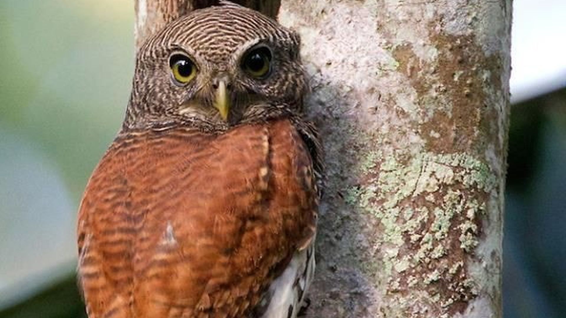 Ituri dwerguil - Glaucidium castaneum