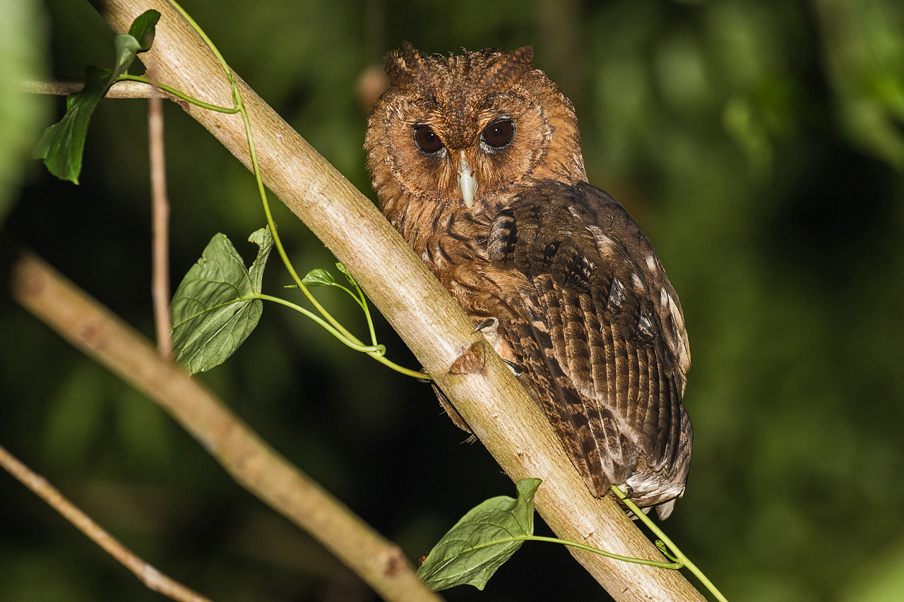 Jamaicaanse uil - Pseudoscops grammicus