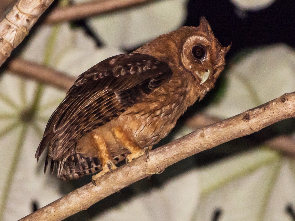 Jamaicaanse uil - Pseudoscops grammicus