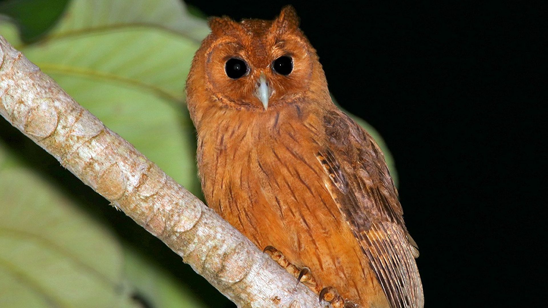 Jamaicaanse uil - Pseudoscops grammicus