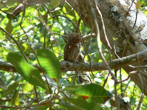 Jungle-dwerguil - Glaucidium radiatum