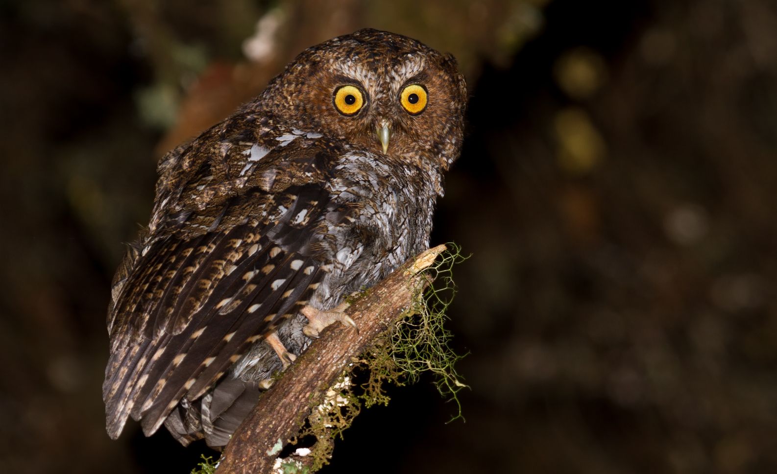 Kaalpoot schreeuwuil - Megascops clarkii