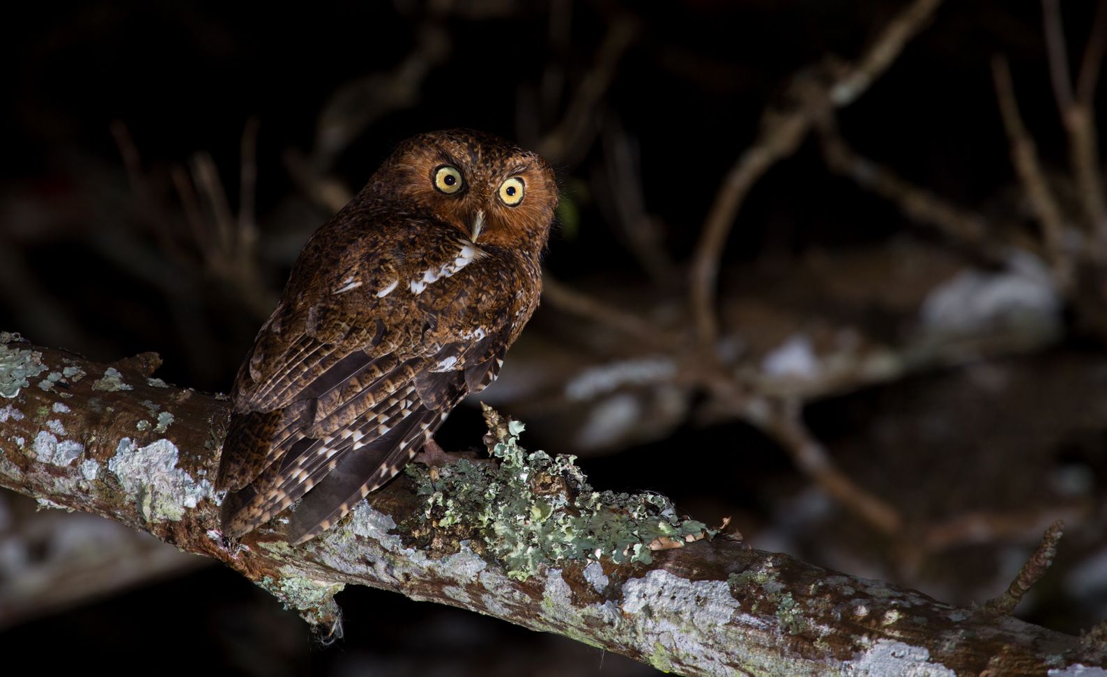 Kaalpoot schreeuwuil - Megascops clarkii