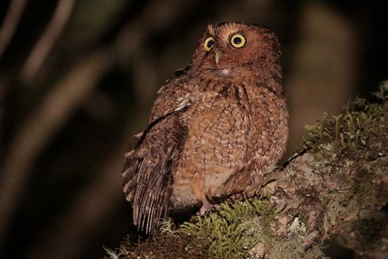 Kaalpoot schreeuwuil - Megascops clarkii