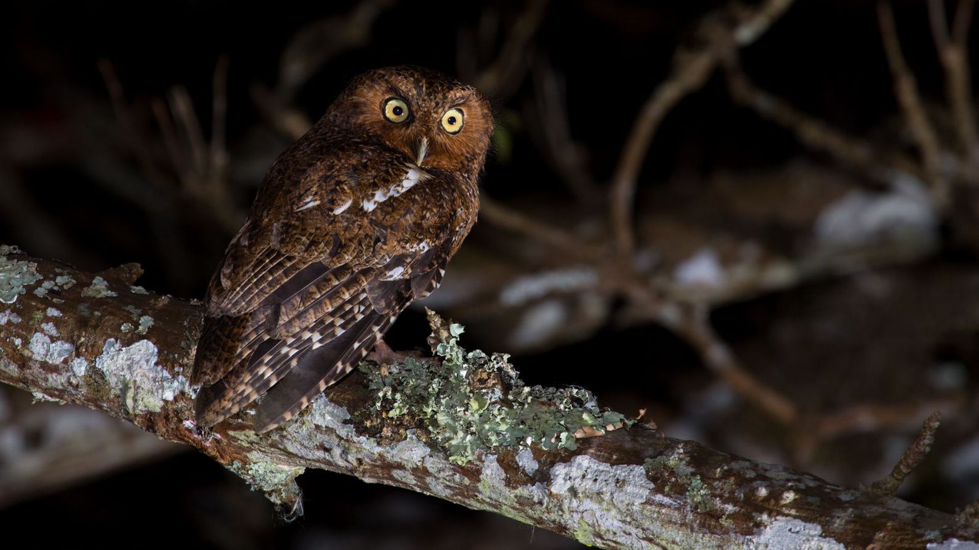 Kaalpoot schreeuwuil - Megascops clarkii