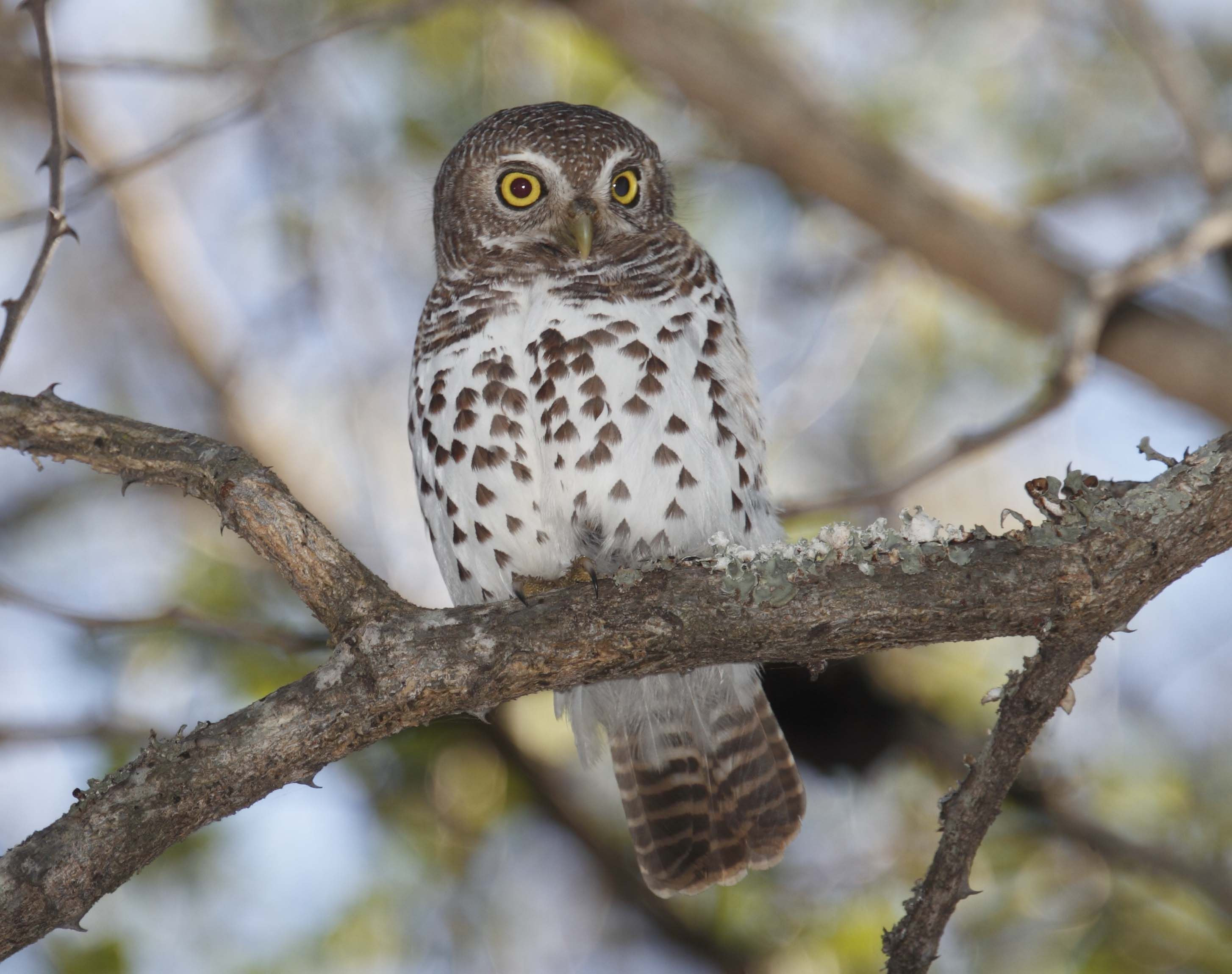 Kaapse dwerguil - Glaucidium capense