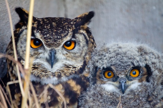 Kaapse oehoe - Bubo capensis