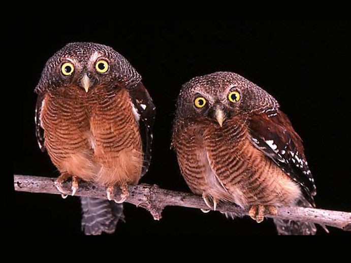 Kameroen dwerguil - Glaucidium sjostedti