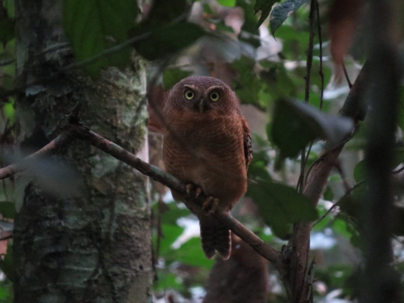 Kameroen dwerguil - Glaucidium sjostedti