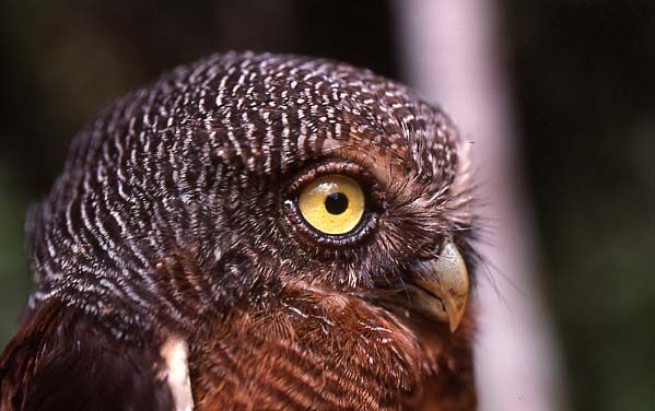 Kameroen dwerguil - Glaucidium sjostedti