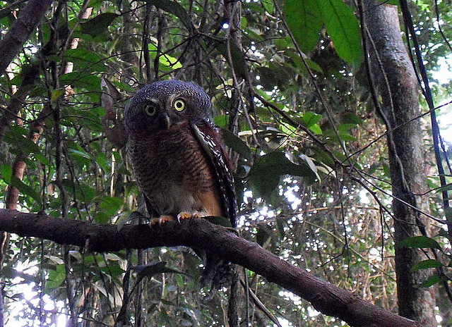 Kameroen dwerguil - Glaucidium sjostedti