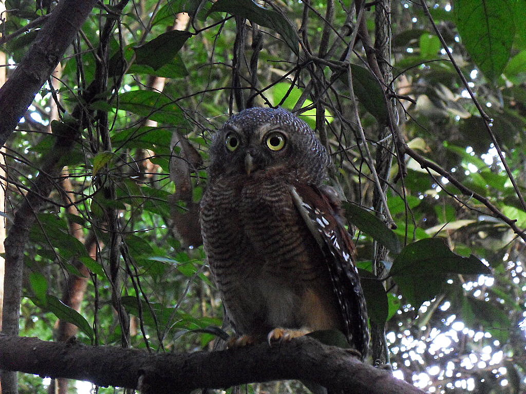 Kameroen dwerguil - Glaucidium sjostedti