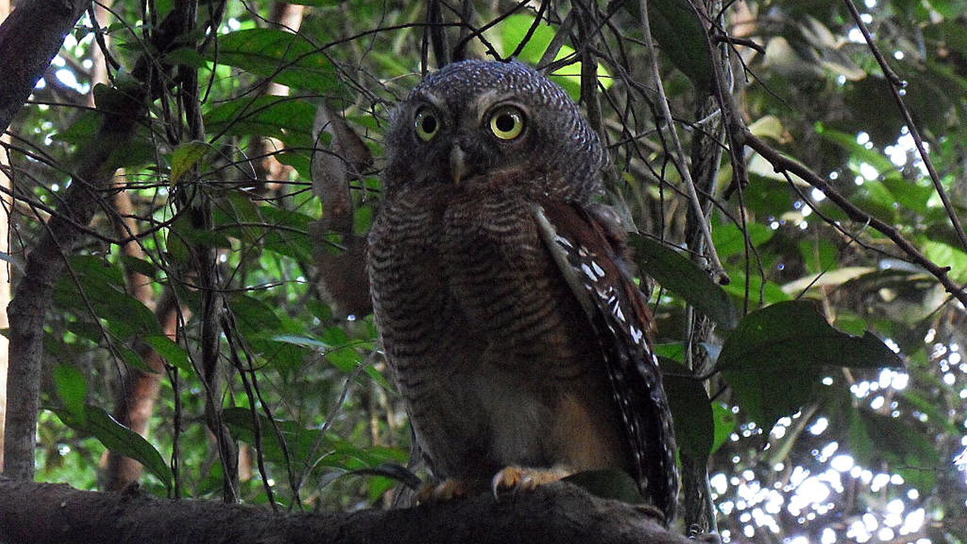 Kameroen dwerguil - Glaucidium sjostedti