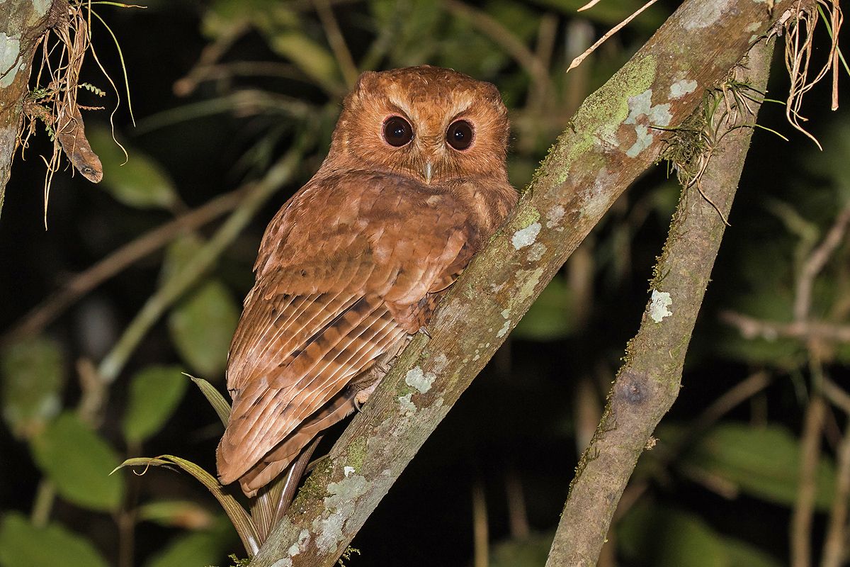 Kaneelkleurige schreeuwuil - Megascops petersoni