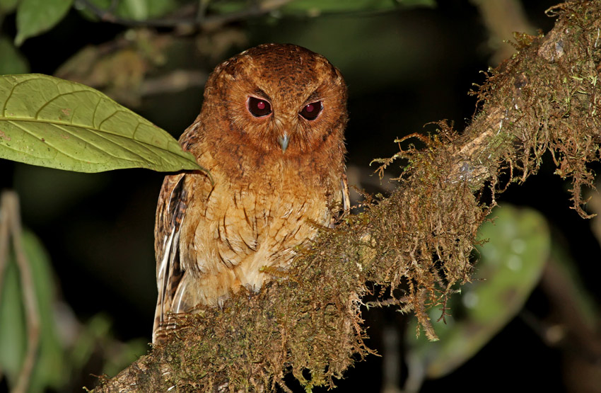 Kaneelkleurige schreeuwuil - Megascops petersoni