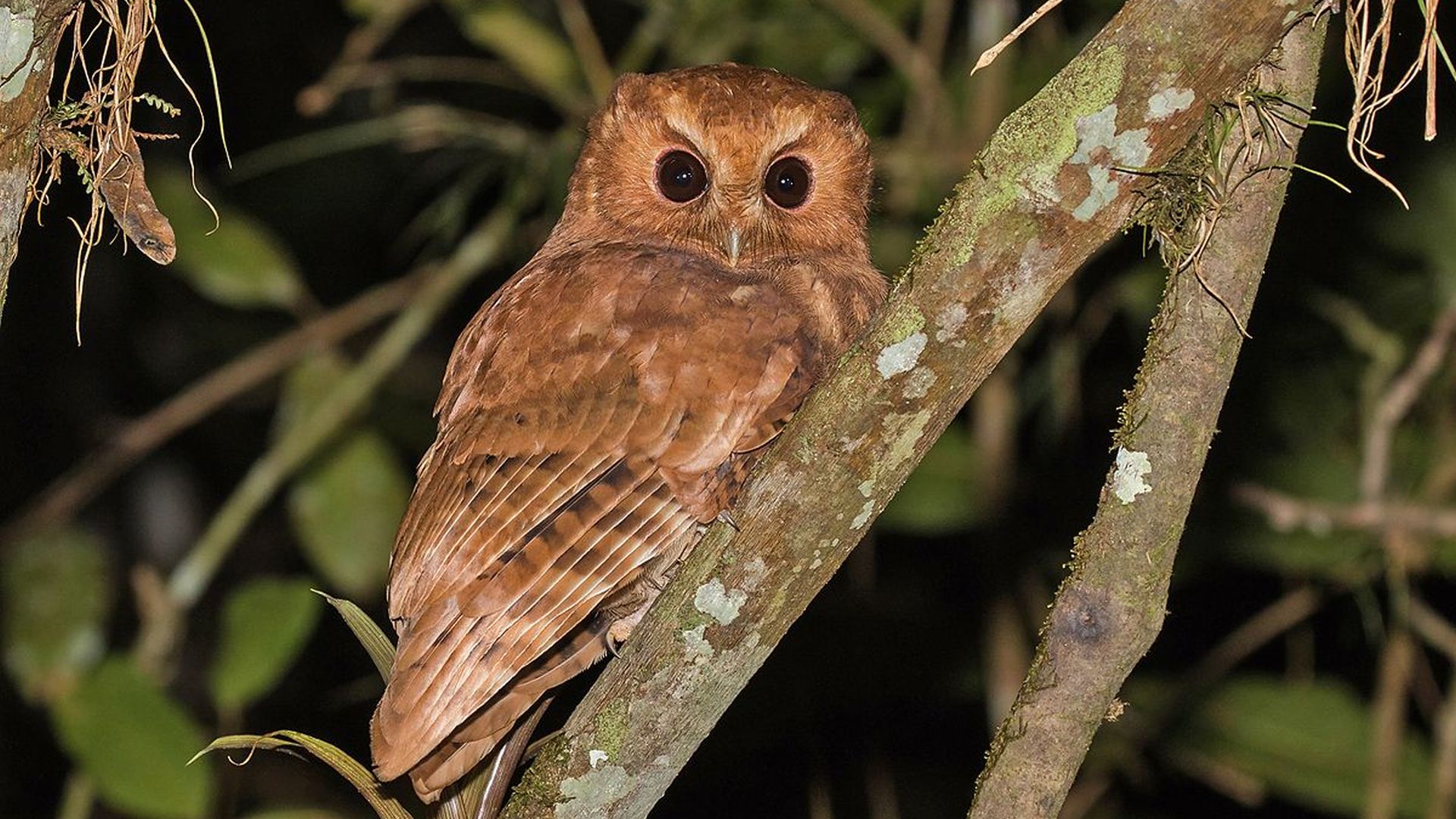 Kaneelkleurige schreeuwuil - Megascops petersoni