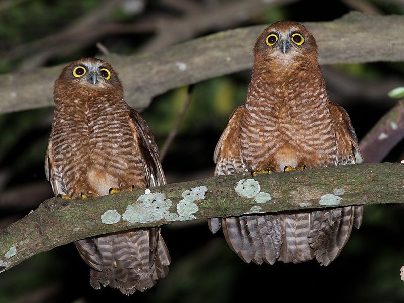 Kerstmiseiland valkuil - Ninox natalis