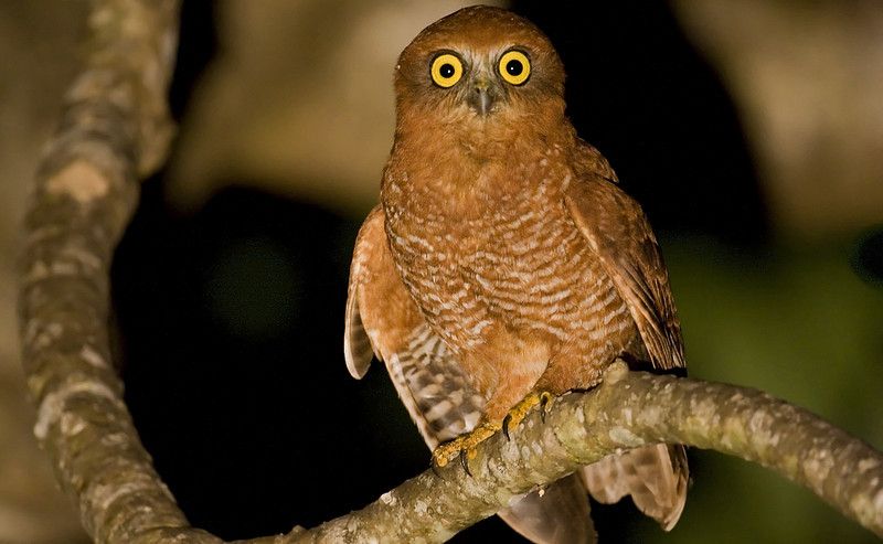 Kerstmiseiland valkuil - Ninox natalis