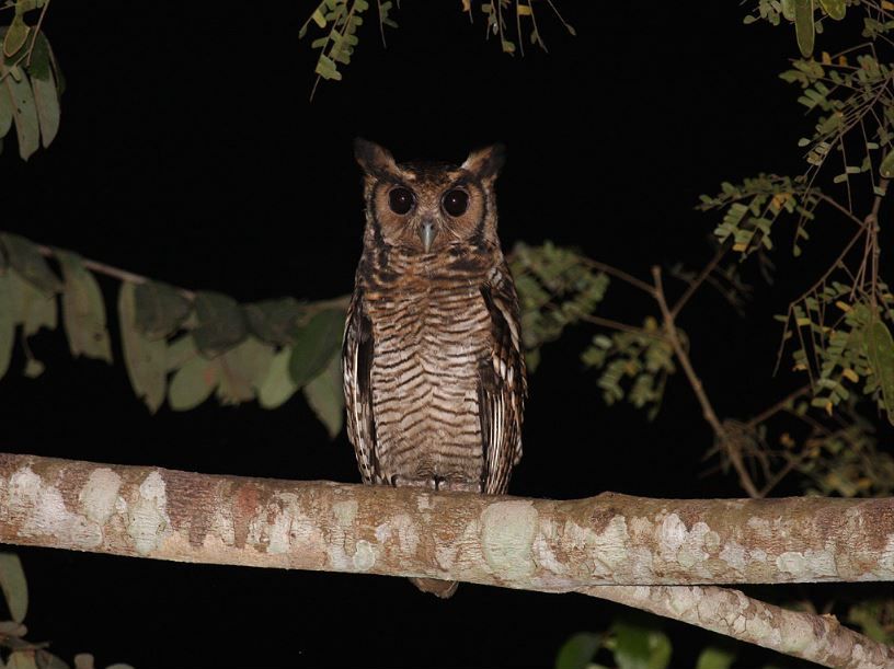 Kleine oehoe - Bubo poensis