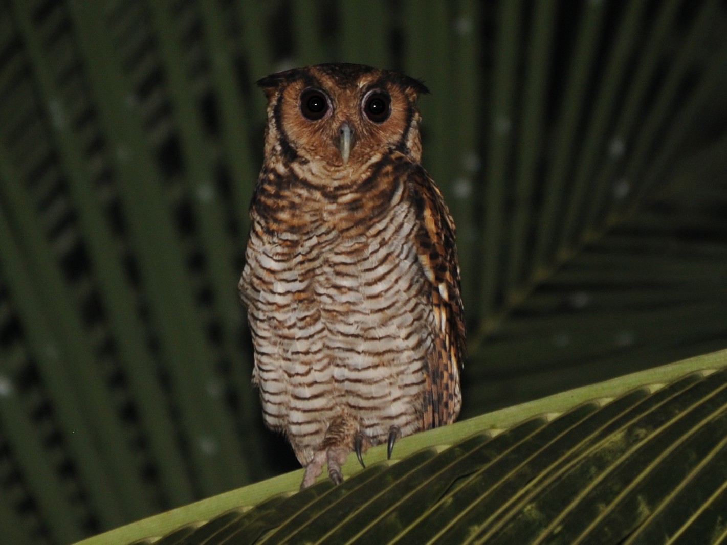 Kleine oehoe - Bubo poensis