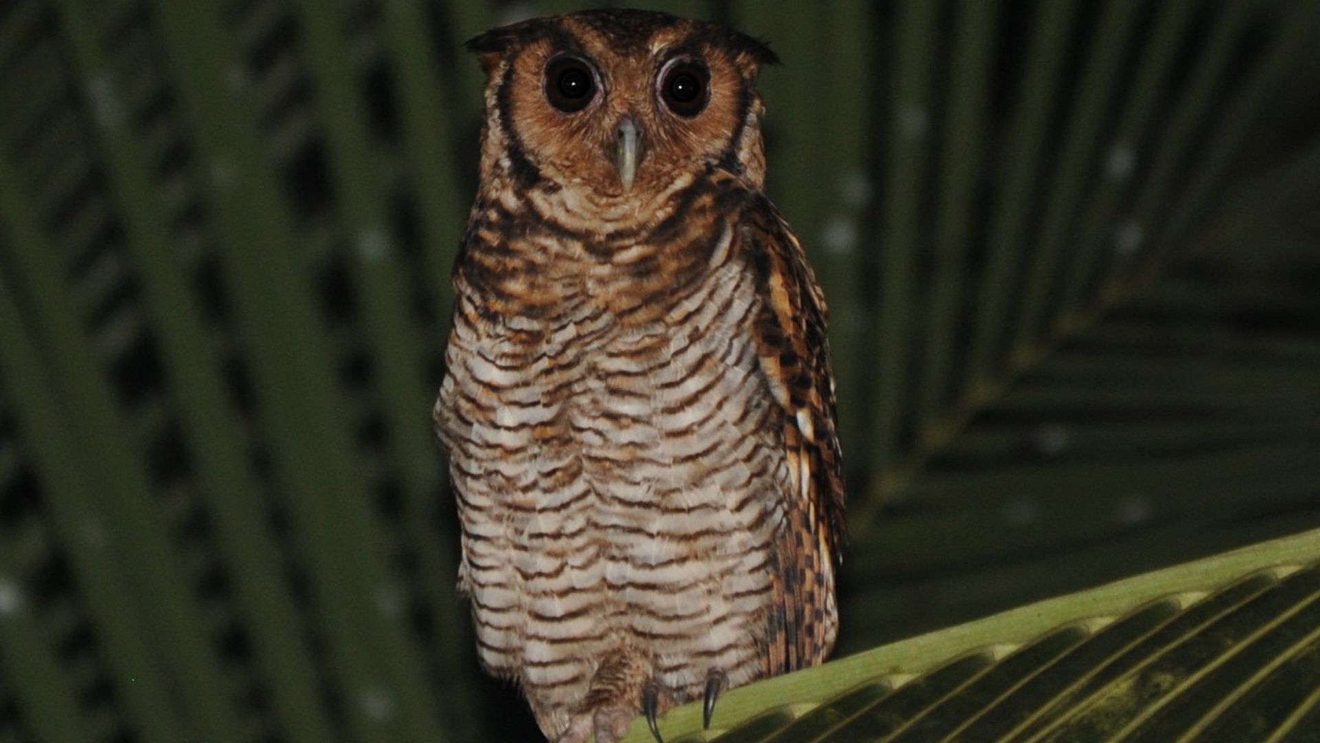 Kleine oehoe - Bubo poensis