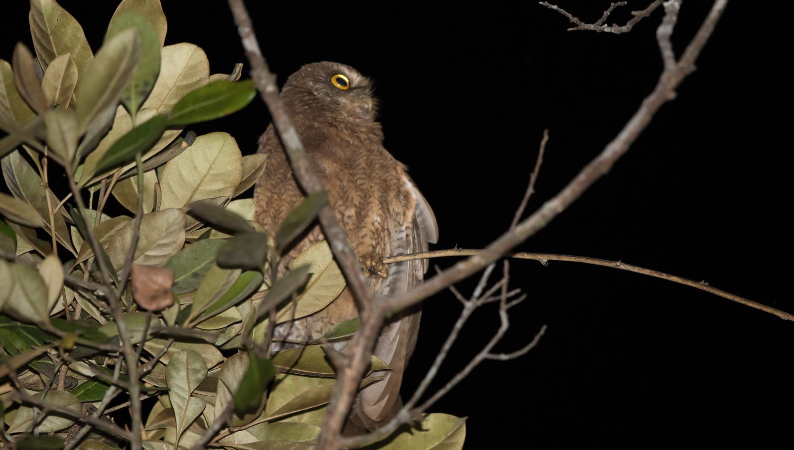 Kleine soembavalkuil - Ninox sumbaensis