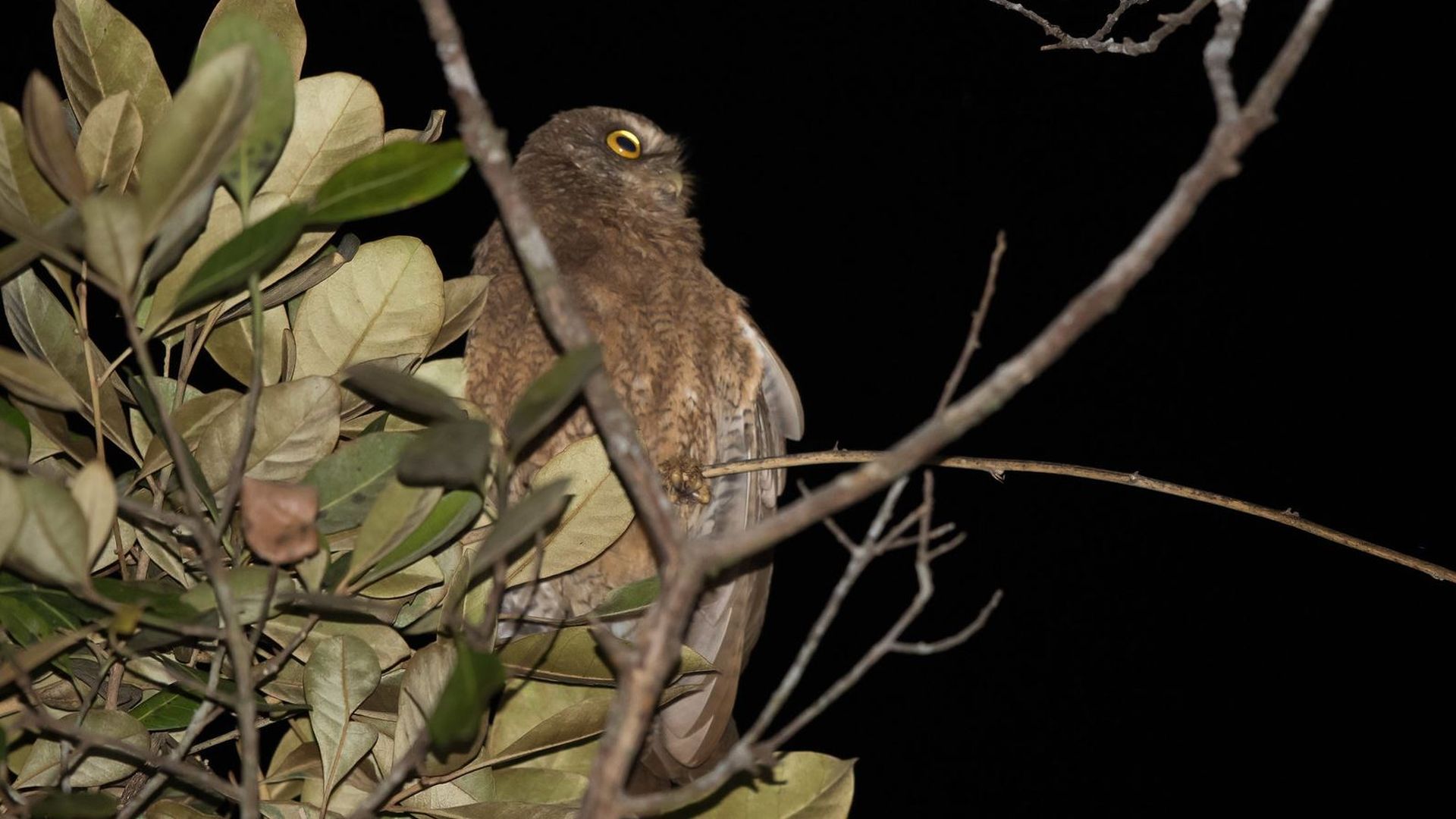 Kleine soembavalkuil - Ninox sumbaensis