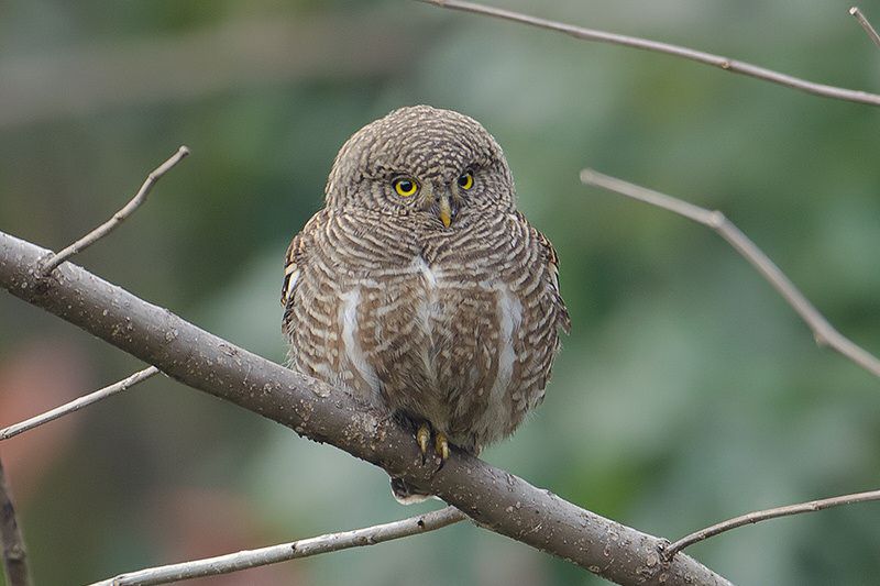 Koekoeksdwerguil - Glaucidium cuculoides