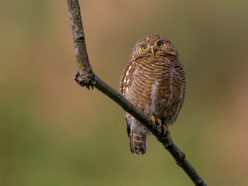 Koekoeksdwerguil - Glaucidium cuculoides